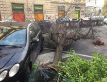 Via Rimini, albero a terra