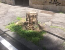 Via Pozzuoli, dubbi sugli alberi tagliati